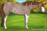 Horse Color:Red Roan Sabino Rabicano 