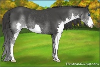 Horse Color:Smoky Black Splash Rabicano