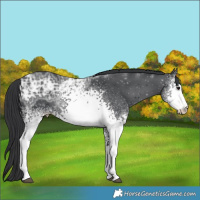 Horse Color:White Spotted Black Ice 