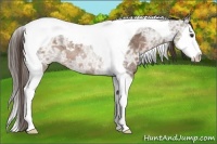 Horse Color:Liver Chestnut Ice Splash Tobiano Rabicano 