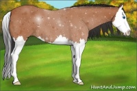 Horse Color:Bay Splash