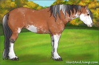 Horse Color:Bay Sabino 
