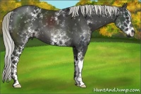Horse Color:White Spotted Liver Chestnut 