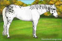 Horse Color:White Spotted Liver Chestnut Splash 