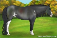Horse Color:Black Sabino 