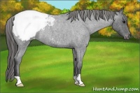 Horse Color:Blue Roan Snowcap Rabicano