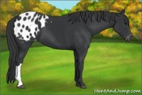Horse Color:Black Appaloosa