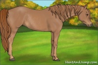 Horse Color:Chestnut Rabicano 
