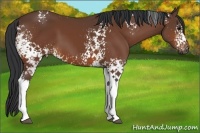 Horse Color:White Spotted Bay 