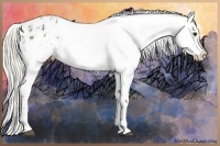 Horse Color:Liver Chestnut Appaloosa and Liver Chestnut Frame Appaloosa