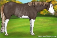 Horse Color:Liver Chestnut Splash Rabicano 
