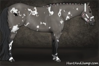 Horse Color:White Spotted Grullo Rabicano 