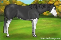 Horse Color:Smoky Black Splash