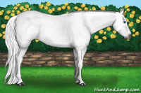 Horse Color:Gray Chestnut Splash Tobiano Appaloosa 