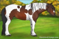 Horse Color:Bay Tobiano 