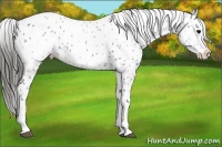 Horse Color:Blue Roan Splash Blanket 