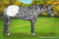 Horse Color:Blue Roan Appaloosa 