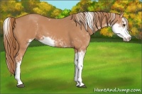 Horse Color:Chestnut Sabino 