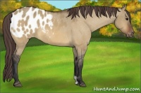 Horse Color:Bay Dun Appaloosa 