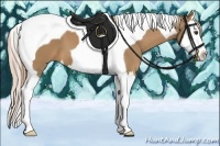 Horse Color:Palomino Splash Tobiano 