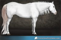 Horse Color:Brown Dun Mushroom Appaloosa 