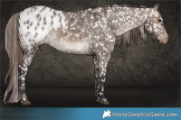 Horse Color:Brown Dun Mushroom Appaloosa