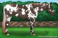 Horse Color:White Spotted Liver Chestnut 