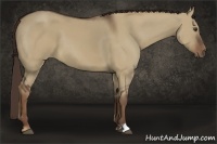 Horse Color:Liver Red Dun 