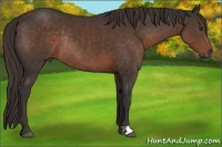 Horse Color:Liver Chestnut Rabicano