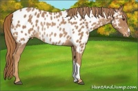 Horse Color:Chestnut Near Leopard Rabicano