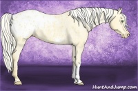 Horse Color:Gold Cream Champagne Dun Appaloosa 
