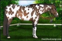 Horse Color:Buckskin Appaloosa 