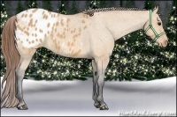 Horse Color:Bay Dun Appaloosa 