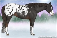 Horse Color:Liver Chestnut Sabino Splash Appaloosa 