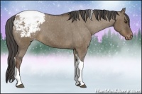 Horse Color:Liver Red Dun Sabino Tobiano Appaloosa 