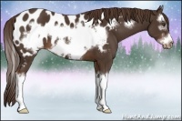 Horse Color:Liver Chestnut Sabino Splash Frame Appaloosa 