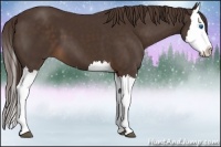 Horse Color:Liver Chestnut Splash 