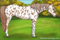 Horse Color:Chestnut Near Leopard 