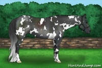 Horse Color:White Spotted Black 