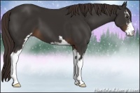Horse Color:Liver Chestnut Sabino 