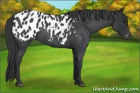 Horse Color:Blue Roan Appaloosa