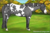 Horse Color:White Spotted Blue Roan Frame Varnish 