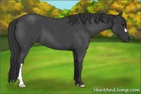 Horse Color:Blue Roan 