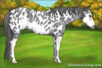 Horse Color:Blue Roan Splash Frame Appaloosa Rabicano