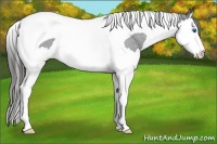 Horse Color:Blue Roan Splash Tobiano Varnish 