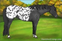 Horse Color:Blue Roan Appaloosa 