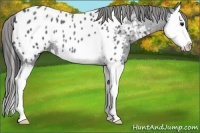 Horse Color:Blue Roan Splash Appaloosa 