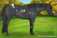 Horse Color:White Spotted Blue Roan 