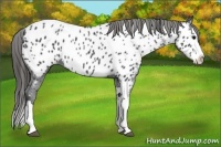 Horse Color:Blue Roan Splash Appaloosa 