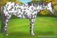 Horse Color:Blue Roan Appaloosa